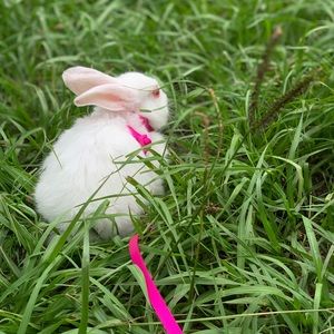 Meet your Posher, Cheyenne